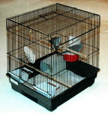 Dove In Cage