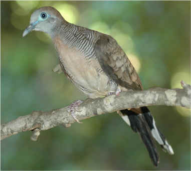 Zebra Dove