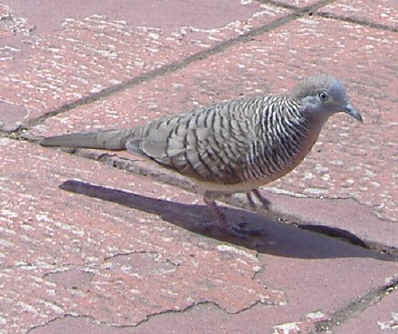 Zebra Dove