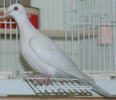 baby ringneck dove